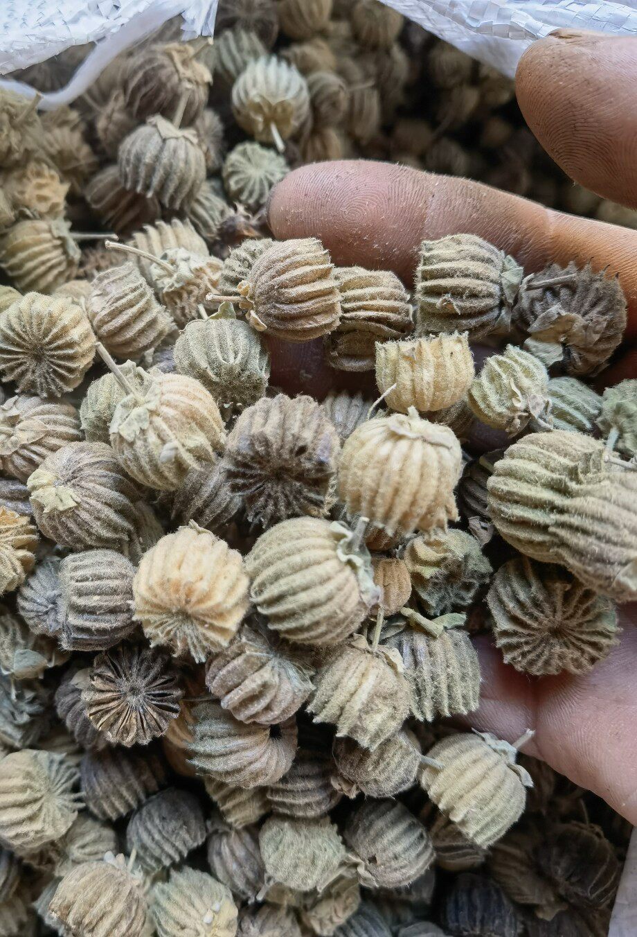 (500克一斤)野生自晒磨盘子磨盘籽磨盘草果响耳草 帽子苘麻子