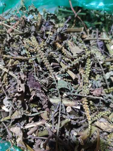 野生干品大尾摇 鱿鱼草 斑草 天芥菜 干货500克