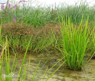 野生中草药 关草头 三角席草 新鲜500克