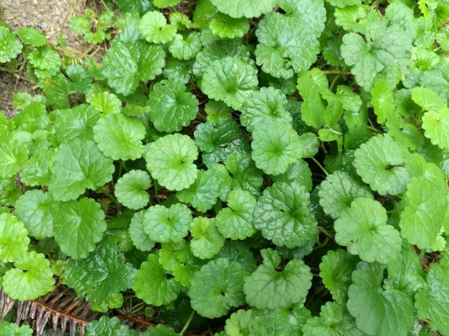 正品四方茎新鲜 活血丹 透骨消 金钱艾 500克