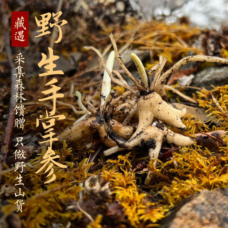 藏遇 西藏野生手掌参精选大个头正宗佛手参五指参高海拔干货250g|msdalam kategori makanan berkhasiat tradisional, Ubat-ubatan dan makanan yang boleh dimakan, bergamot - dari Buy2taobao.com untuk memberikan perkhidmatan ejen Taobao profesional membeli