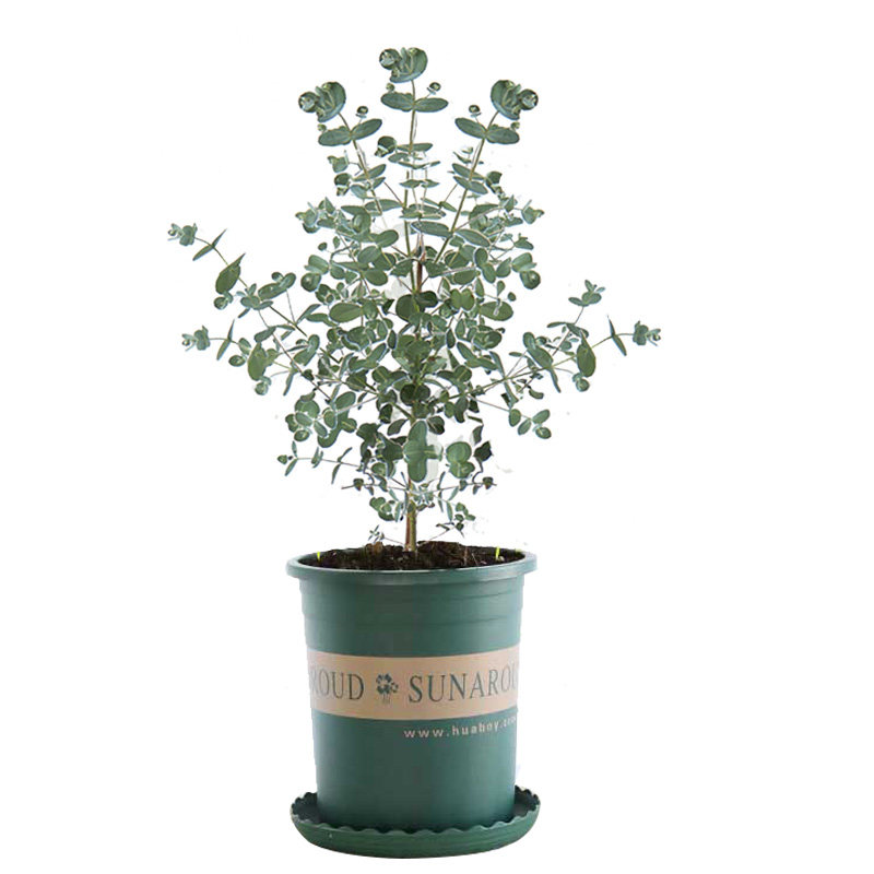 尤加利叶盆栽小树苗圆叶心形室内阳台四季常青好养活绿植物苹果桉