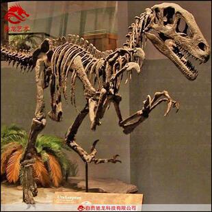 仿真迅猛龙恐爪龙盗龙化石大型恐龙骨架树脂动物骨骼标本模型美陈