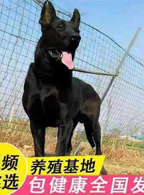 黑狼幼犬纯种黑狼犬巨型犬黑狼犬幼崽大型犬看家狗狗东德牧羊犬
