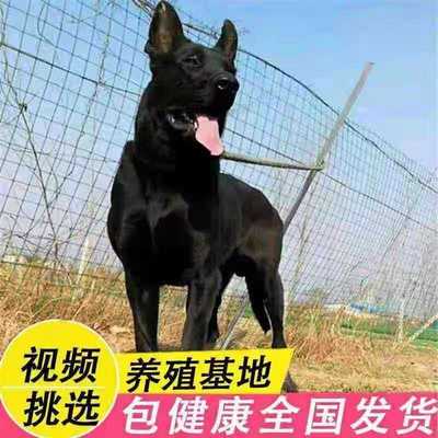 黑狼幼犬纯种黑狼犬巨型犬黑狼犬幼崽大型犬看家狗狗东德牧羊犬