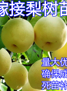 嫁接香梨鸭梨嫁接南方种植梨树苗