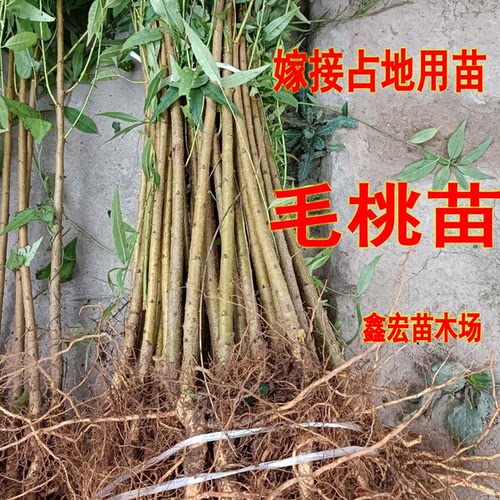 毛桃苗 桃树苗 毛桃树苗 占地拆迁苗 毛桃 桃树原苗 嫁接砧木
