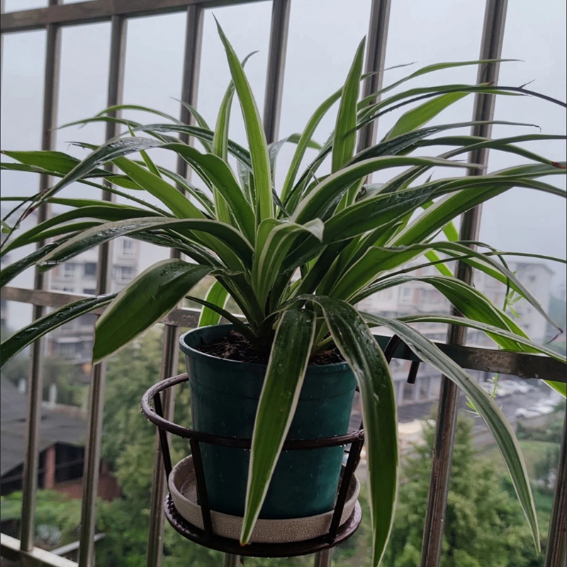 北欧室内铁艺花架栏杆客厅阳台落地式简约绿萝花盆挂架悬挂多层