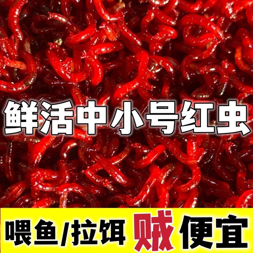 红虫鱼食小号活虫活饵观赏鱼活饵红虫拉饵红虫肉夹馍饵料红虫鲜活图片