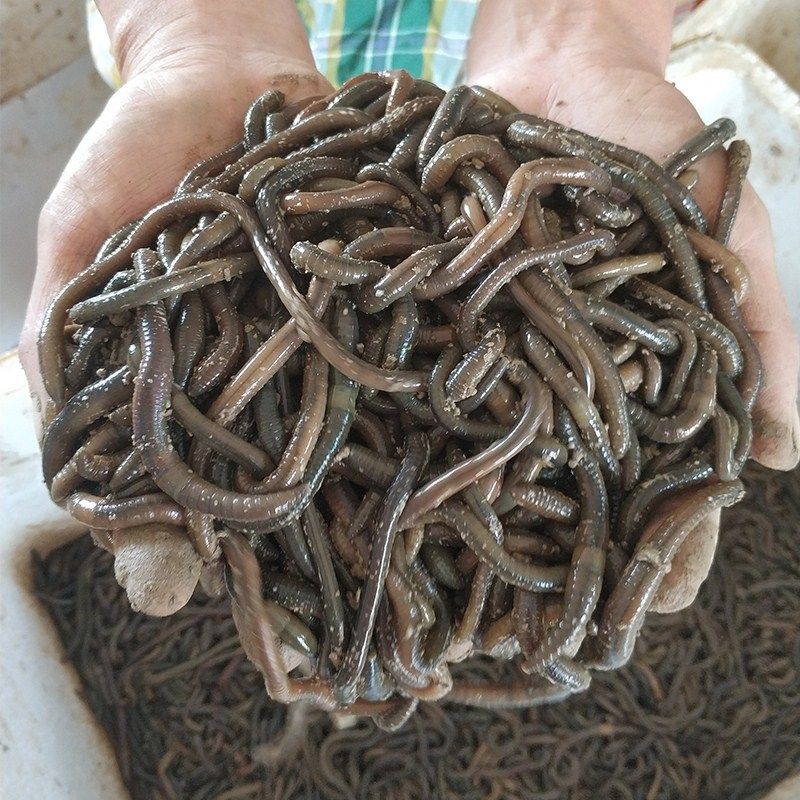 野生黑蚯蚓鲜活活体青蚯蚓活饵黄鳝地龙臭蚯蚓松土大蚯蚓青蚯蚓
