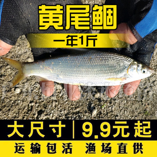 黄尾鯝鱼苗黄片鱼苗黄尾鱼苗黄鱼苗黄姑子淡水养殖鱼苗冷水鱼苗