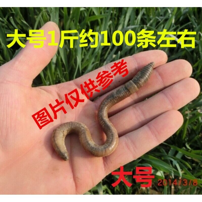 活体鱼饵黑蚯蚓鲜活青蚯蚓大蚯蚓活饵钓黄鳝诱饵地龙