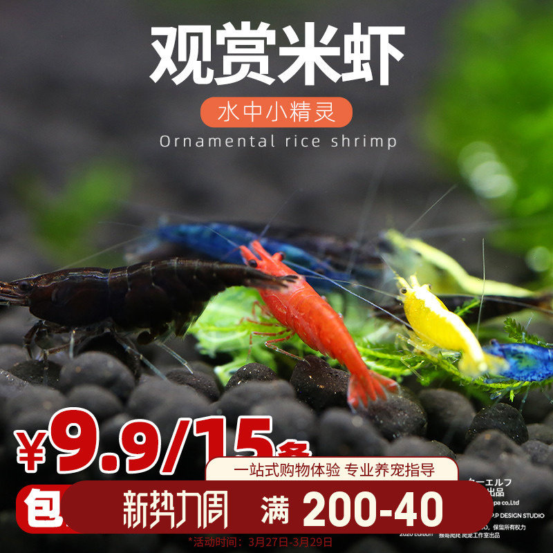 活体观赏虾除藻虾工具虾烤漆虾香吉士极火黄米黑巧克力黑壳琉璃虾