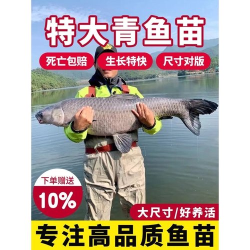 正宗螺蛳青鱼苗特大尺寸草鱼苗乌青草棒黑鲩四川重庆本地淡水养殖