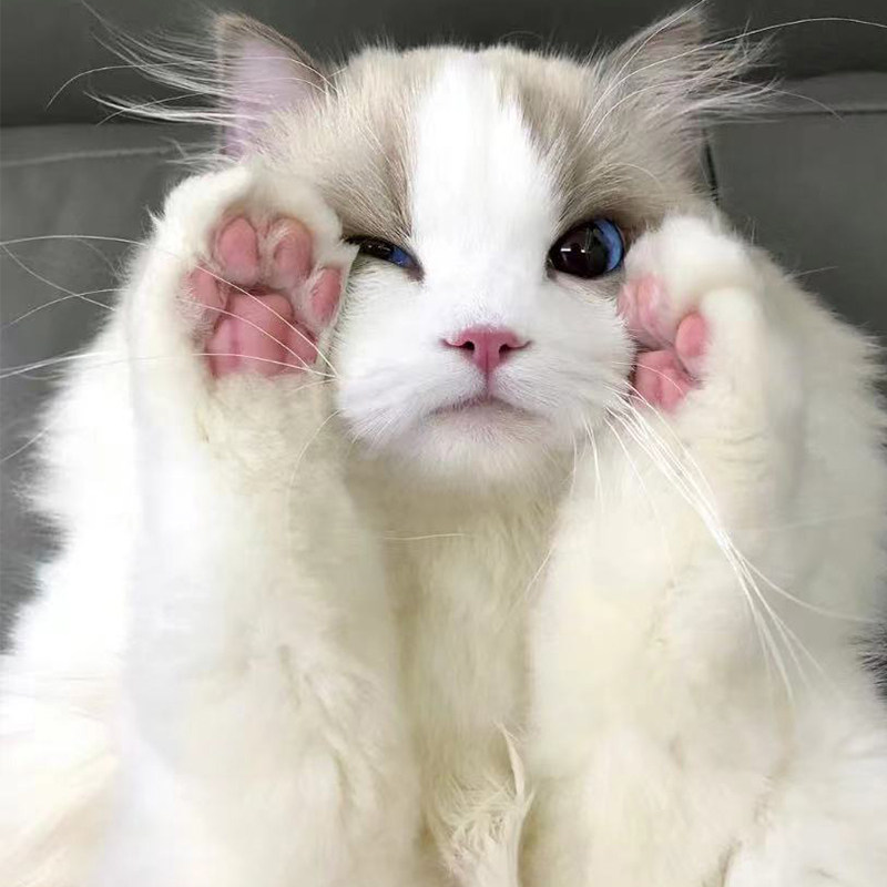 纯种布偶猫宠物猫幼崽英短蓝白渐层矮脚猫活物起司加菲猫咪活幼体