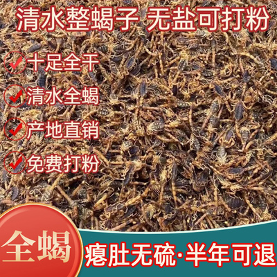 蝎子中药材全蝎无盐清水蝎子