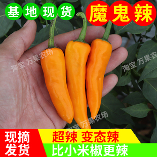 小黄椒正宗黄椒新鲜魔鬼泡椒小米辣椒剁椒酱七彩椒朝天新鲜特超辣