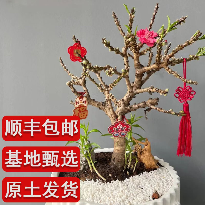 桃花盆栽带花苞老桩苗重瓣寿星桃树盆景室内外庭院真活苗桃花树苗
