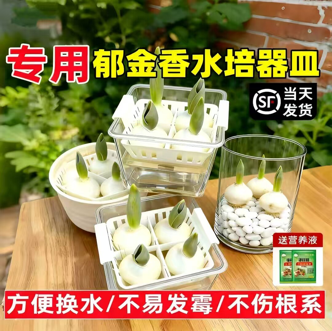 郁金香水培器皿花盆花瓶专用盆葡萄风信子瓶大水仙花桌面方便换水
