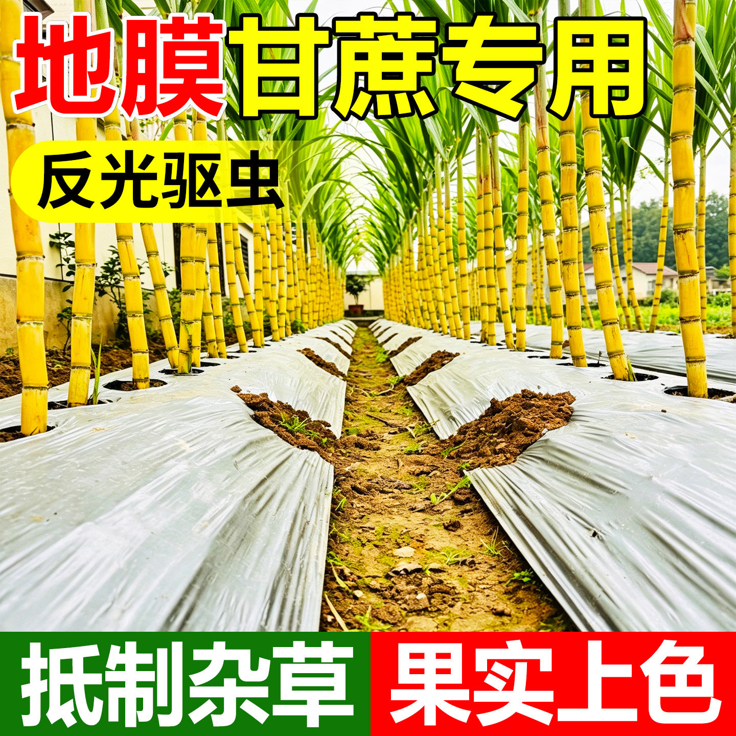 地膜甘蔗种菜专用薄膜防虫反光银黑色地膜农用蔬菜塑料薄膜抗老化