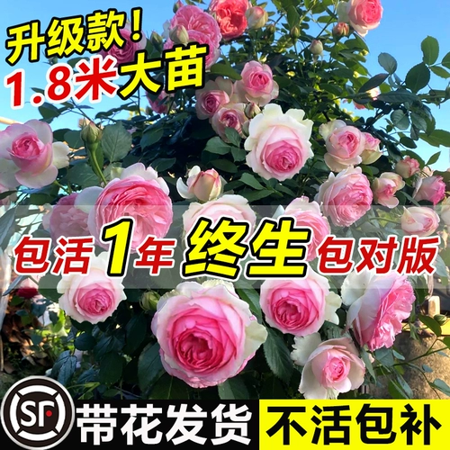 [1 метр 8 саженцев] Розовый цветок Мяо и виноградная лоза в этом сезоне.