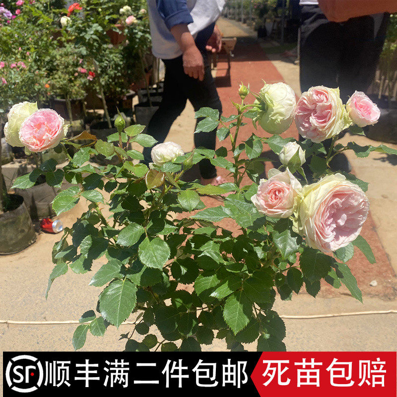 门廊绒球树月棒棒糖树桩月季树状月季花苗庭院阳台露台