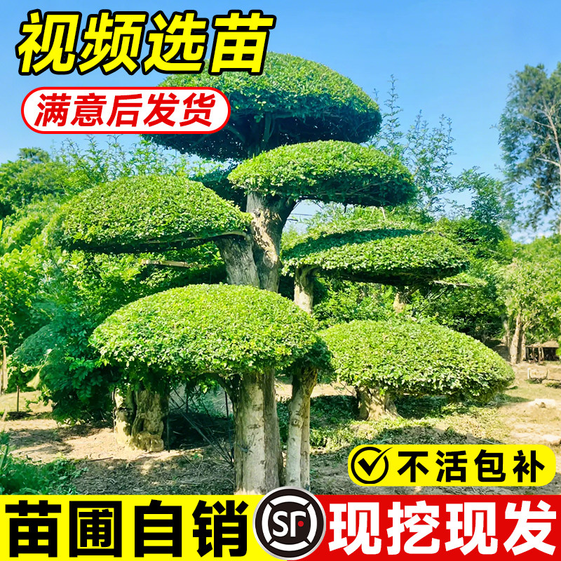 对节白蜡庭院造型树别墅公园风景树对接白蜡造型盆景四季耐寒植物