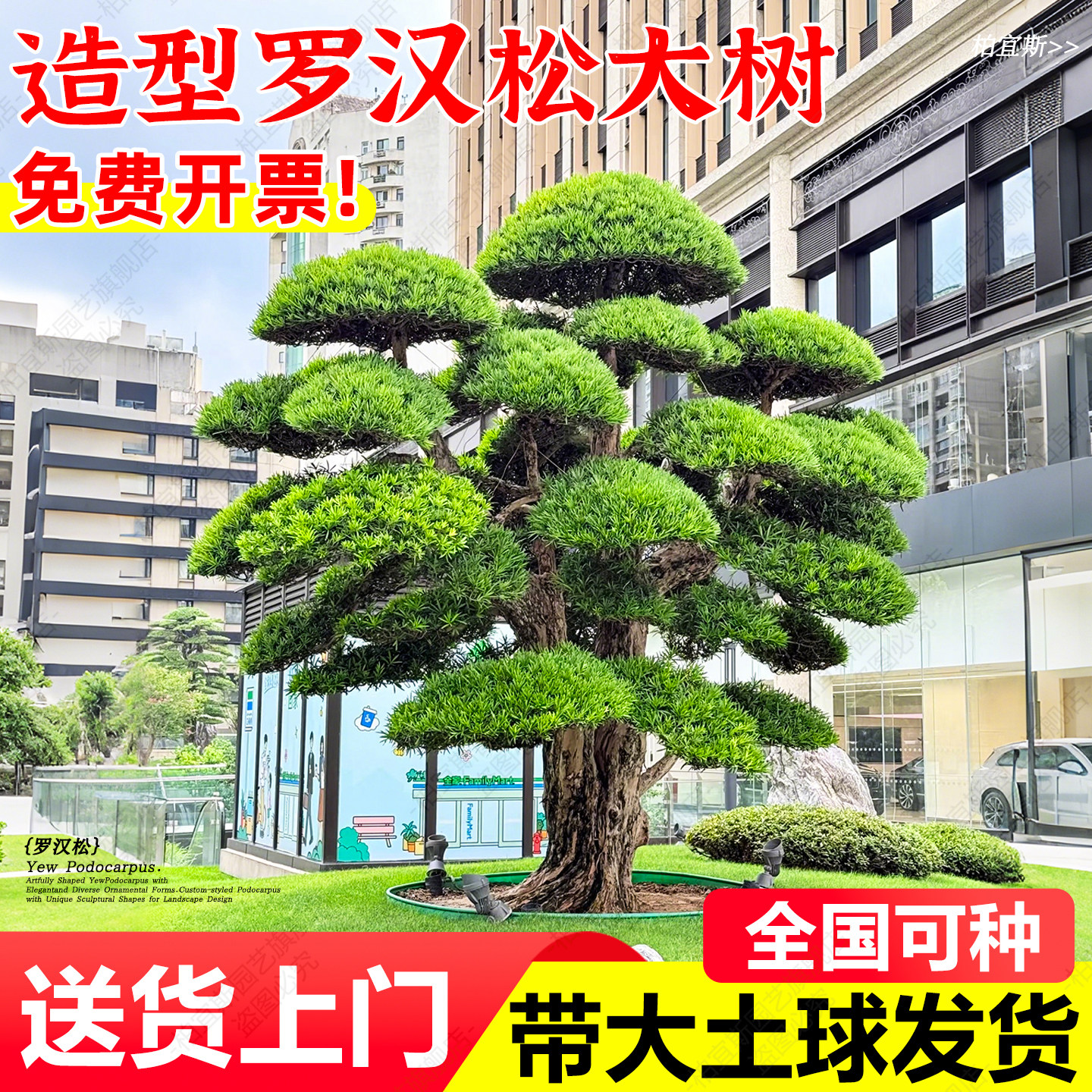 罗汉松大树庭院造型树苗四季常青镇宅黄杨亮晶女贞招财造景树盆景