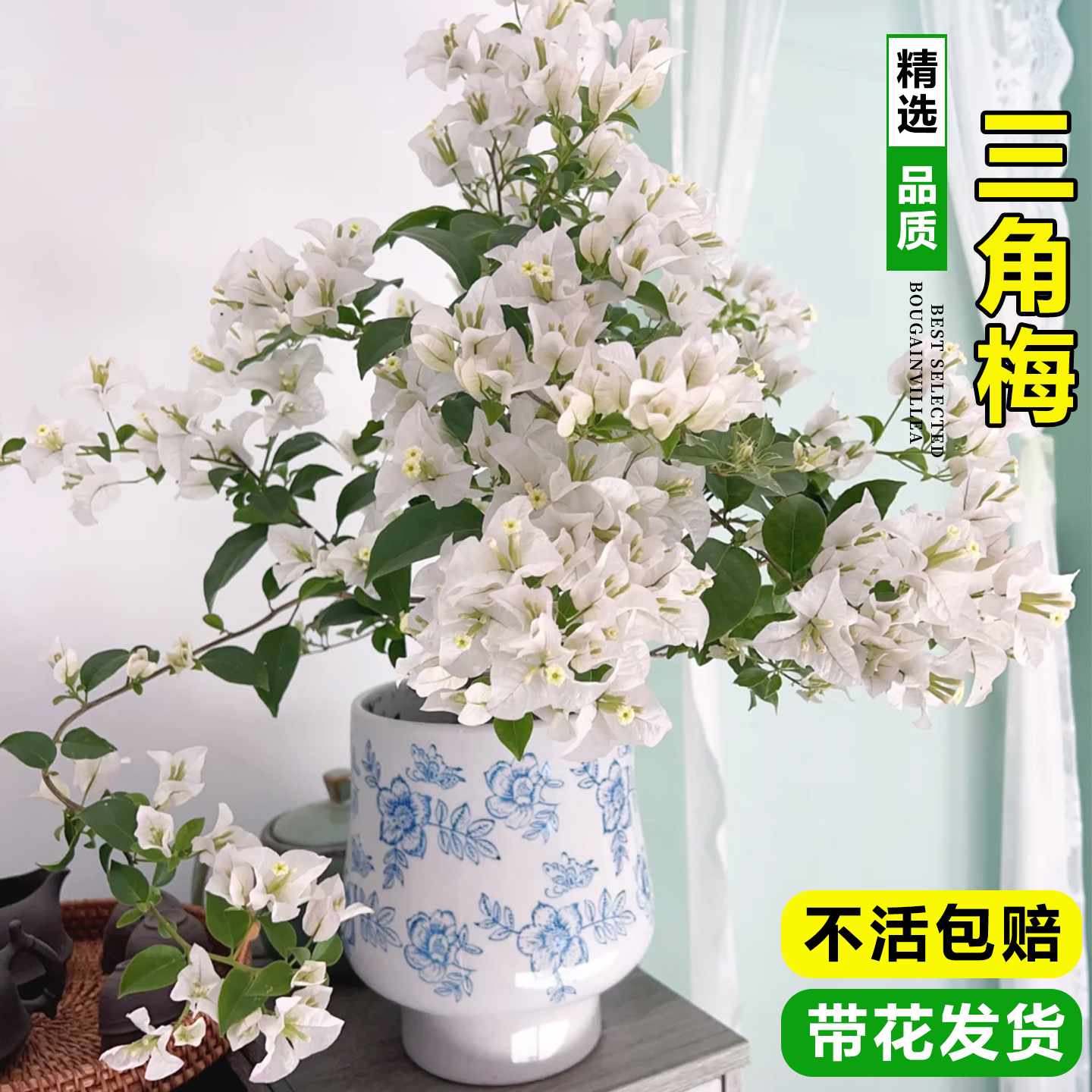 白雪公主三角梅爬藤四季带花苞发货重瓣盆栽庭院花卉植物开花易活