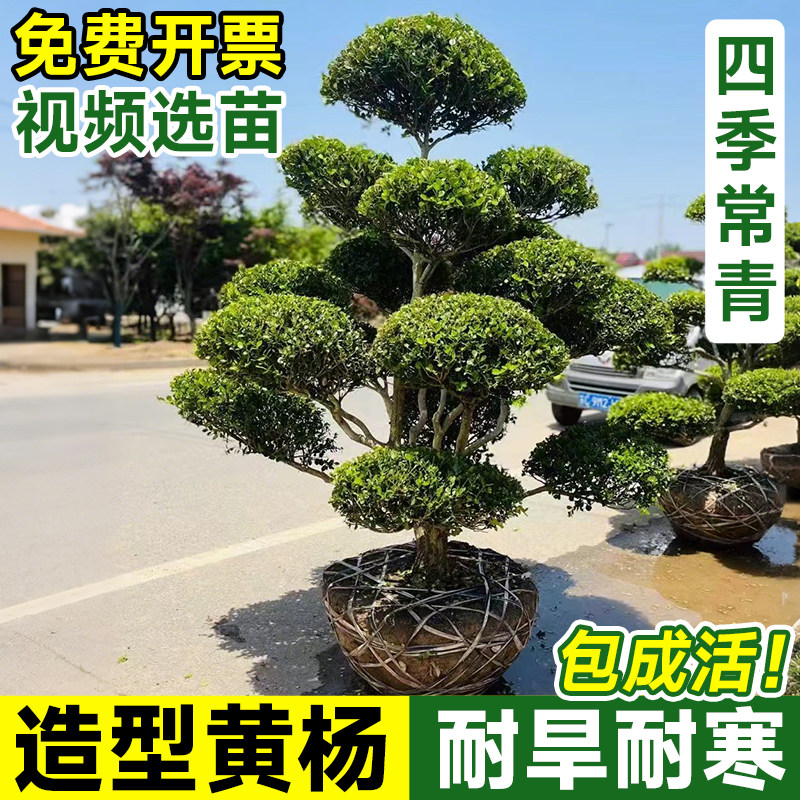 小叶黄杨庭院造型树雀氏黄杨盆景树四季常青树苗别墅绿化进化空气