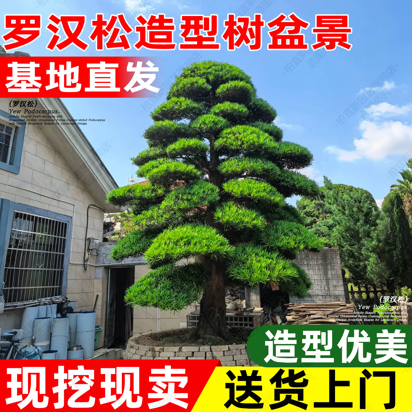 老桩罗汉松盆景精品黄杨亮晶女贞庭院造型树易养耐寒耐旱树形优美