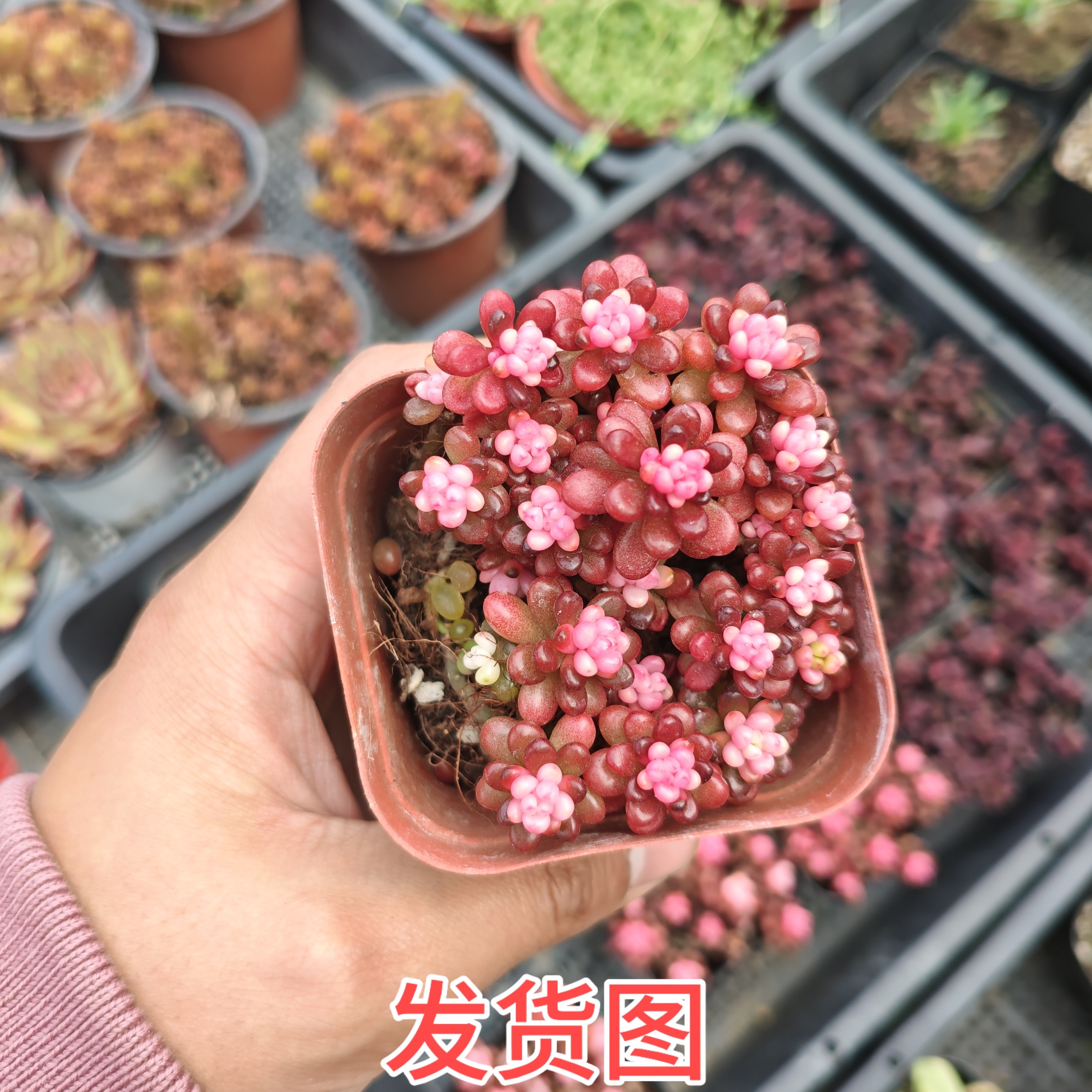 浆果锦多肉植物一颗包邮新手好养活小盆栽花卉植物阳台室内,鲜花速递/花卉仿真/绿植园艺,多肉植物,淘宝优惠券,粉丝福利购,淘宝优惠卷