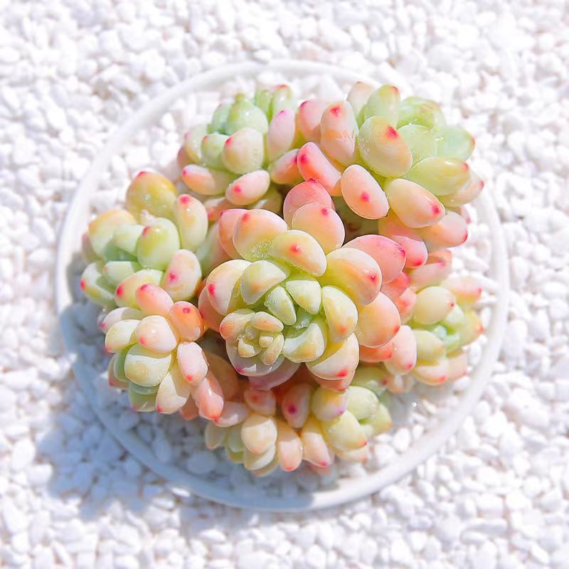 劳尔带香味多肉植物园艺群生多头罗琦老桩植物办公室内盆栽花卉