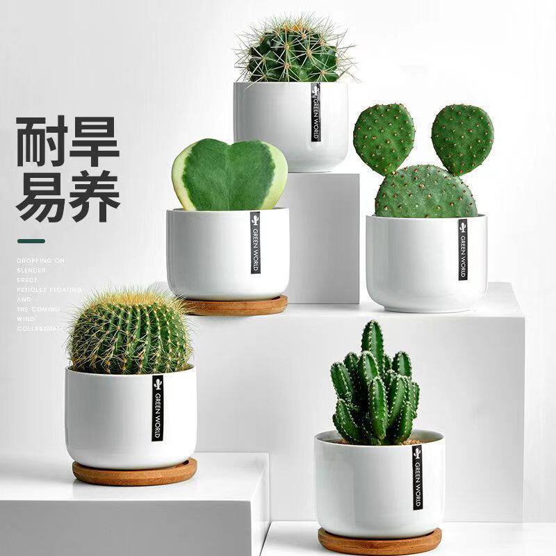 仙人掌仙人球盆栽花卉类电脑桌面绿植小多肉植物盆景办公室好养