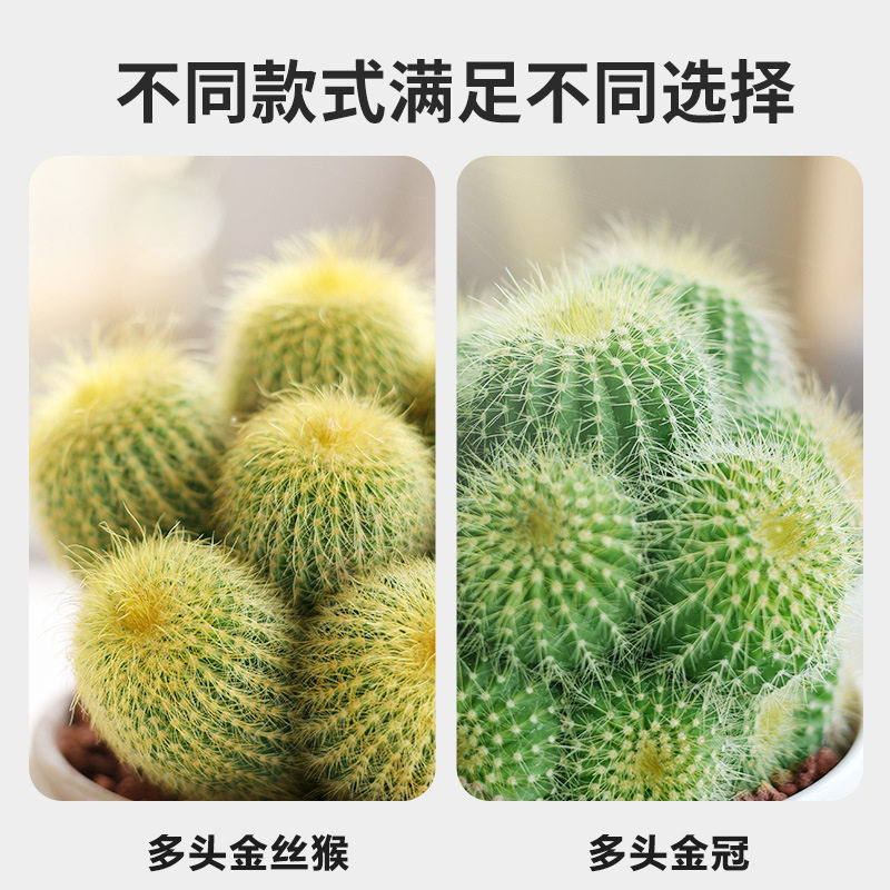 多头金冠仙人球仙人掌多肉植物小盆栽办公室内花卉好养桌面绿植防