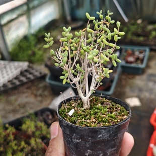 米粒枝干番杏多肉植物一颗包邮新手好养活小盆栽花卉阳台室内