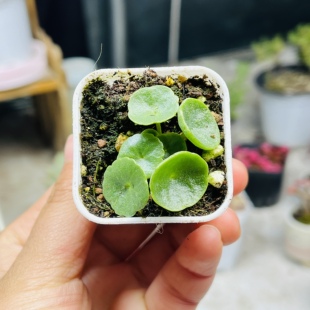 小玉盃bei叶子少多肉植物一颗包邮新手好养活小盆栽花卉阳台