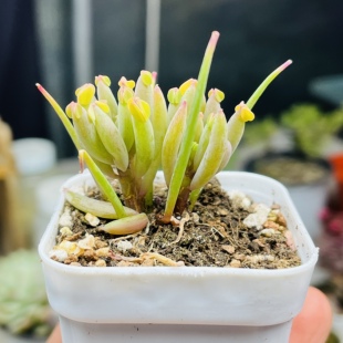 棒叶酢浆草多肉植物一颗包邮新手好养活小盆栽花卉阳台