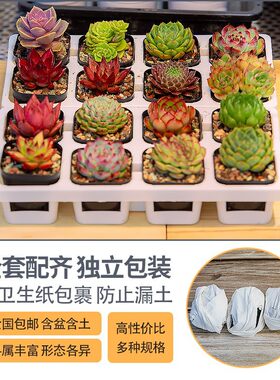 多肉盆栽花卉基地直供