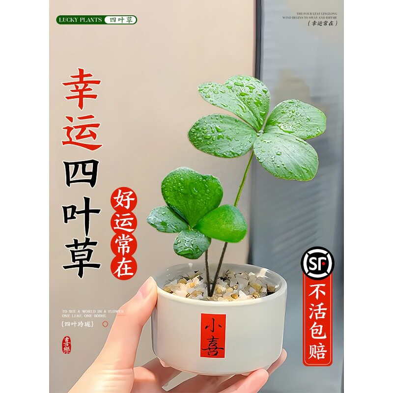 墨西哥铁树四叶草盆栽办公室内情绪稳定幸运草桌面旺财绿植物摆件