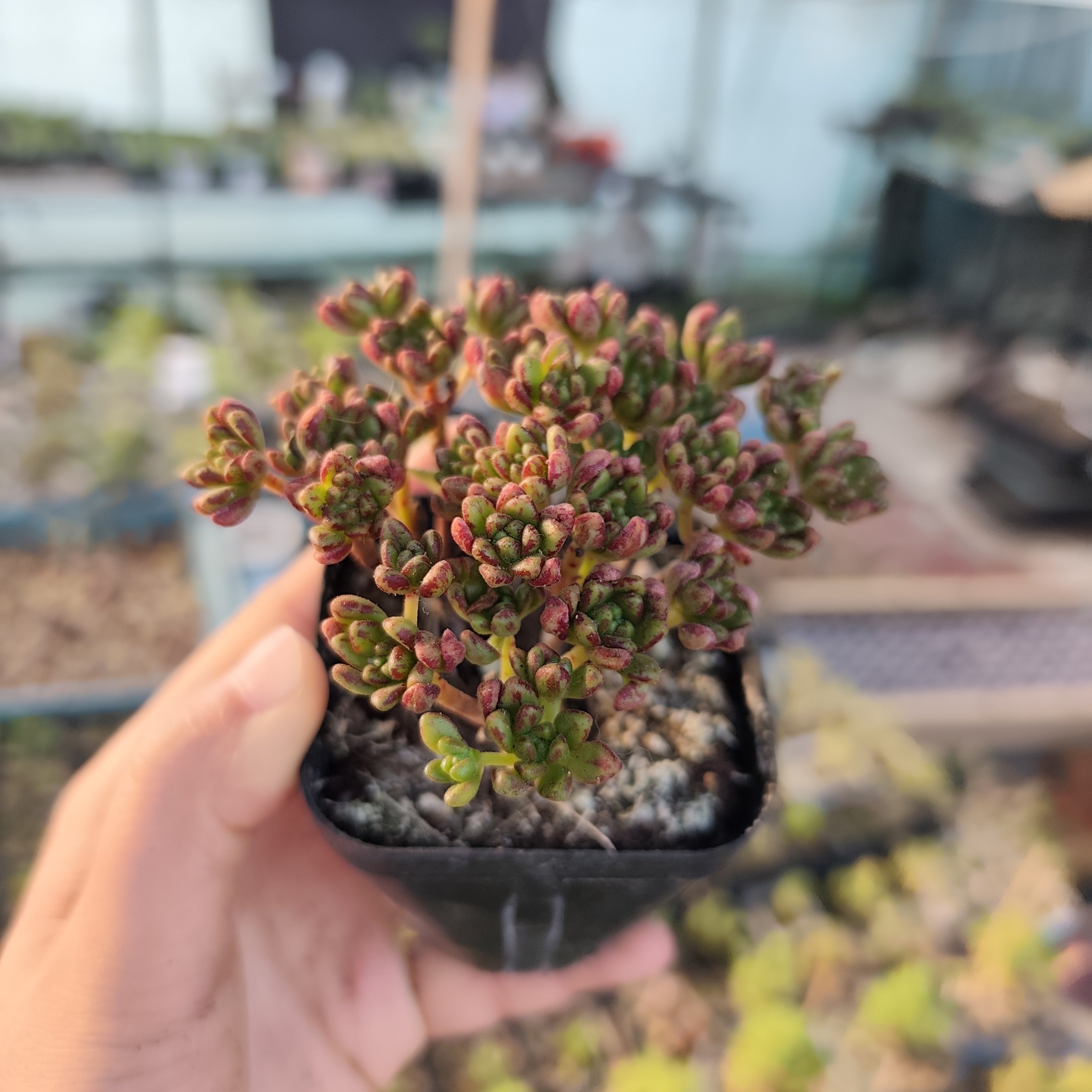 小人祭多肉植物一颗包邮新手好养活小盆栽花卉阳台室内,鲜花速递/花卉仿真/绿植园艺,多肉植物,淘宝优惠券,粉丝福利购,淘宝优惠卷