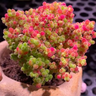 糖球糖果多肉米粒枝干番杏多肉植物室内稀有花卉小盆栽新手好养活