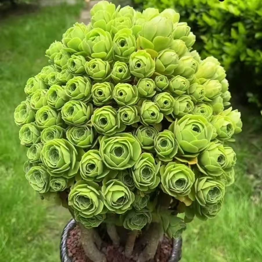 绿羊绒法师多肉植物超大 多头 特价清仓法师多肉老桩组合绿植盆栽