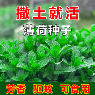 可食用薄荷种子留兰香柠檬苗猫薄荷四季 播种室内阳台盆栽花种籽子