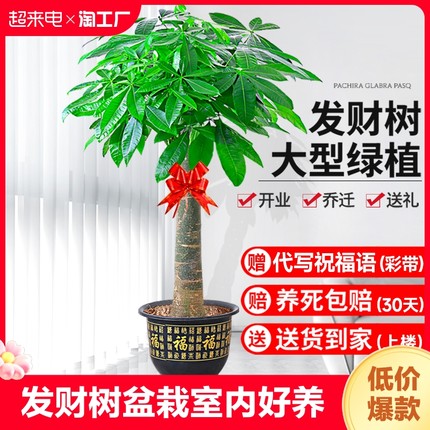 发财树盆栽室内好养大型招财树绿植物客厅办公室开业花卉盆景甲醛