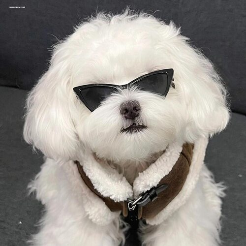 宠物尖角三角眼镜小型犬猫咪穿搭墨镜马尔济斯同款搞怪拍照小道