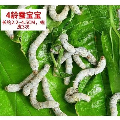 蚕宝宝学生养蚕套装彩色卵蚕籽春蚕婵宝宝活物发货高级嫩新鲜桑叶