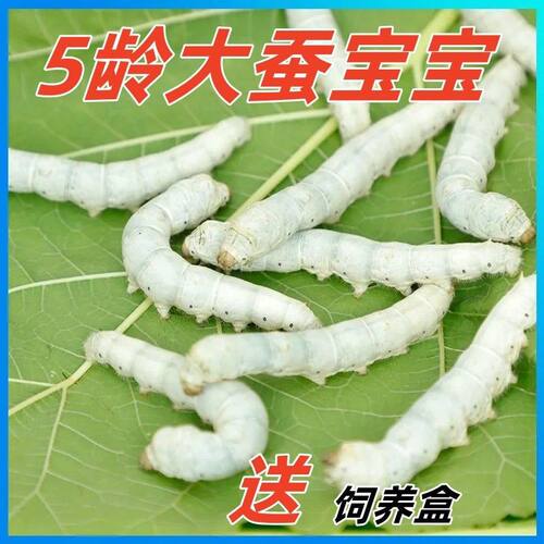 新鲜的鲜活学生版家养套装活蝉蚕宝宝金丝五颜六色幼虫蚕蛹学校的