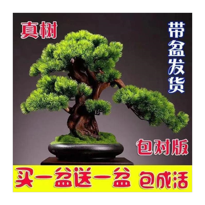 迎客松盆景真树四季常青耐寒栽