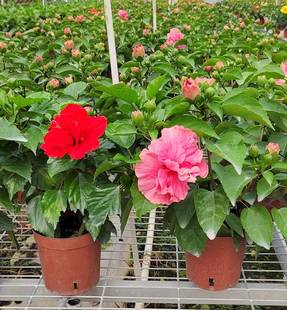 丹麦木槿 大红花 粉色红色桔色 扶桑花重瓣 桑叶牡丹 朱槿木菊